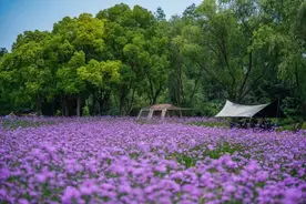 滨江“普罗旺斯”，紫色花海上线图片