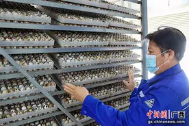 南宁江南区：鹌鹑养殖闯出致富路图片