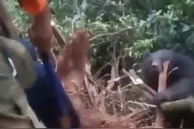 300斤黑熊被困陡峭山坡 四川叙永森林公安成功将其解救后目送它“回家”图片