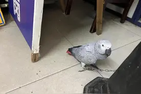 佛山：“迷路”鹦鹉闯进派出所，仔细一看大有来头图片