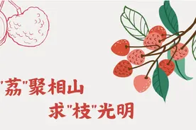 中大深圳校区的荔枝熟啦，师生采摘争当“荔枝王”图片