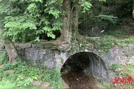 汝城：一帧奇景“树抱桥” 映照瑶乡生态美图片