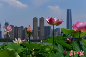 早安武汉︱今天10点开抢！线上线下都有，支持异地使用图片