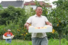 个头大，香气浓！又脆又甜的春雪桃进入最佳采摘季→图片