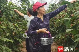 远看如桑葚，酸甜惹人馋，淮安树莓熟了图片