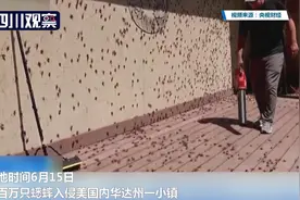 数百万蟋蟀“入侵”美国一小镇图片