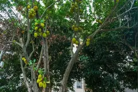 广东开始“下芒果”馋到路人，但是……图片