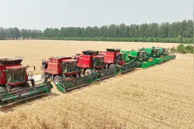 2.37万亩！通州最大成方连片麦田开始收割图片