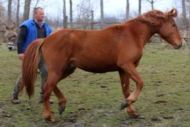 马为什么站着睡觉？图片