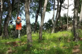 美丽中国行｜护林员赵建平：一把铁锹，三十二年，守护千亩林海图片