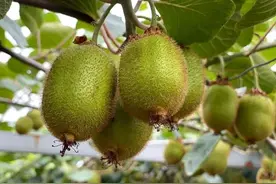 每天吃 1 个猕猴桃会发生什么？图片