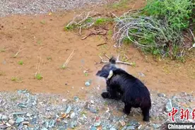青海班玛：棕熊闯入牧民家 警民合力驱赶回山林图片