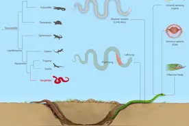 蛇类为何没有脚？我国科学家最新研究结论出人意料图片