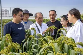 不走“寻常路” 一生只为“谷”图片