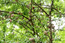 阳山县杨梅镇：李子挂枝头，果农喜丰收图片