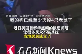 “狗拿耗子”效果显著！华盛顿的鼠患靠它们了…图片