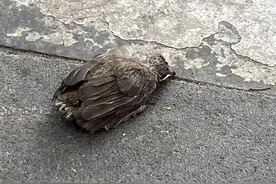 捡到幼鸟怎么办？成都一女士给出“教科书式”示范图片