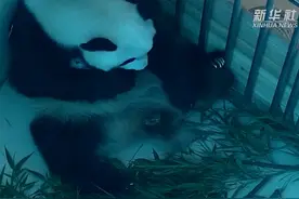 2023年熊猫中心首只熊猫宝宝在神树坪基地出生图片