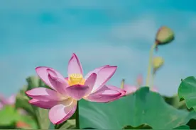 夏至——清热解暑，清淡饮食图片