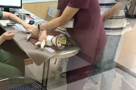 猫咪骨折花费上万，宠物看病比人贵图片