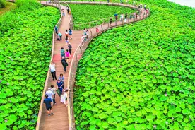 合肥包公园绝美荷景如约而至图片