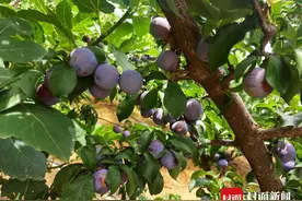 大凉山会东县“五月脆李”丰收了 一个村的产值就超600万元图片