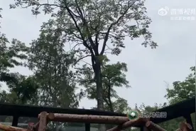 大熊猫“丫丫”最新吃播视频来啦！吃新鲜竹子好香甜！图片