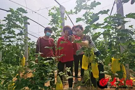 惠民县麻店镇开展“巾帼科技助农兴农直通车进大棚”活动图片