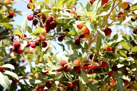 杨梅季成“骨折季”？高处摔下施救有门道图片