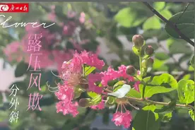 夏至紫薇相竞开，姹紫嫣红吐芳华图片