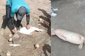 广东中山一树木园水库捕获一只近50斤鳄雀鳝，工作人员：好多鱼被它吃了