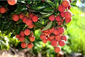 荔枝鲜美正当时！有肿瘤病友问，治疗期间能否吃一些？图片