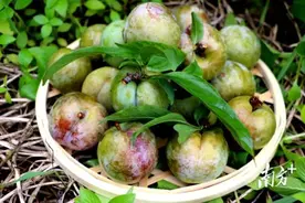 最好的李子，在广东！图片