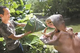 动物们享用专属“粽子”图片