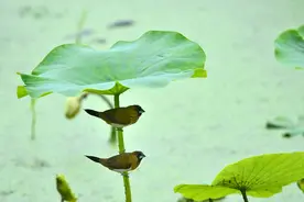 粽子、荷叶包饭、原生态的绿叶宴 绿叶在饮食中还有这些妙用图片