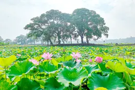 江西广昌：莲花美景引客来图片