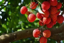 一颗荔枝三把火？降火、不上火要这样吃图片