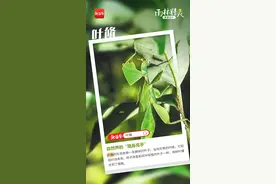 海报｜恋爱专家or隐身高手？一起探秘雨林精灵的专属“名片”图片