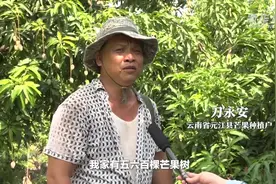 云南元江 芒果飘香图片