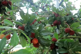 杨梅即将下市，兰溪的梅农盘了盘：今年卖疯了，快递量是往年3倍以上图片