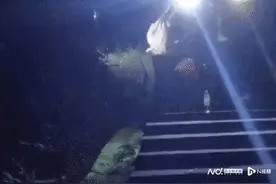 惠州官方回应“鳄鱼咬人”：鳄鱼十多斤，并未伤人，已抓获并移交水产部门图片