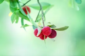 超爱！杨梅的这9种夏日吃法，你知道吗？图片