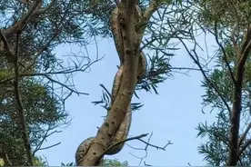 吓人！广东一公园惊现巨蟒缠树！网友：头皮发麻图片