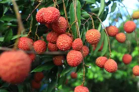 荔枝上市啦！桂味、糯米糍、妃子笑……哪个才是你的爱呢？图片