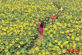 绚烂葵花绽放夏日图片