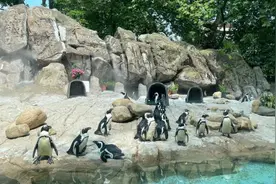 铲屎官为斑嘴环企鹅降温，只靠空调可不够~图片