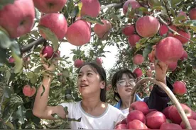 “金苹果”养成记图片