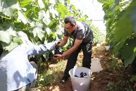 快递公司“水果大战”，万亿赛道谁能尝到胜利果实？图片