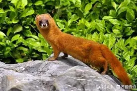 黄大仙与酒葫芦图片