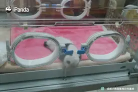 好治愈！熊猫基地新生熊猫幼崽亮相图片